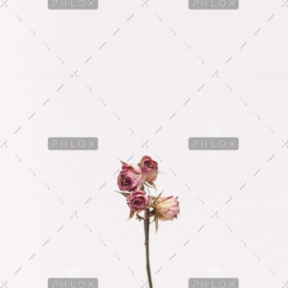 Demo-Anlage-1111-tanalee-youngblood-fsdWYNTymjI-unsplash-1024x1024